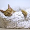 orange tabby cat sleeping on white pet bed