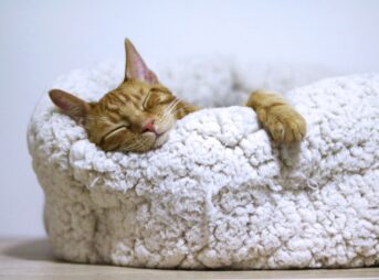 orange tabby cat sleeping on white pet bed